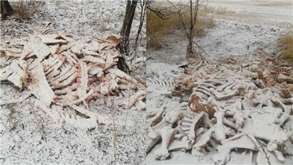 Неизвестные разбросали кости животных вдоль дороги в Алматинской области