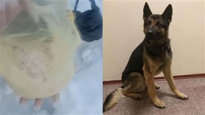 Служебный пес нашел тайник с героином в Нур-Султане