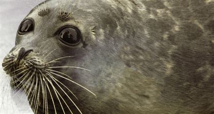 Десятки мертвых туш тюленей могут вплыть на казахстанском побережье Каспия