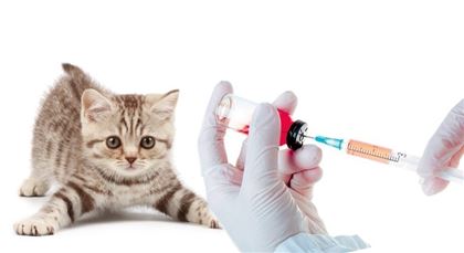 В России зарегистрировали первую в мире вакцину против COVID-19 для животных