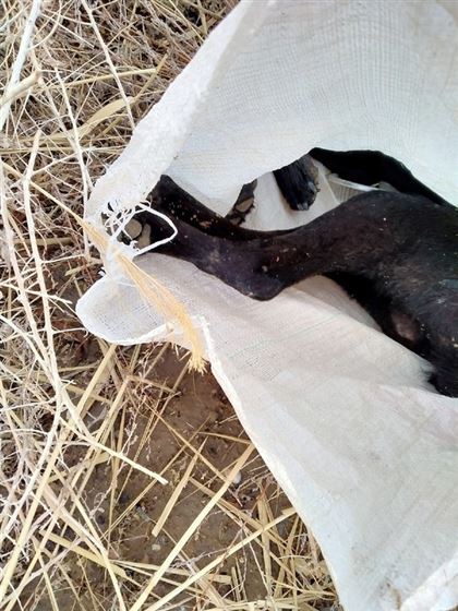 Мертвые животные на берегу реки Сырдарьи шокировали жителей Байконыра
