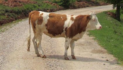 Штрафы получают жители ВКО за нарушение правил выпаса домашнего скота