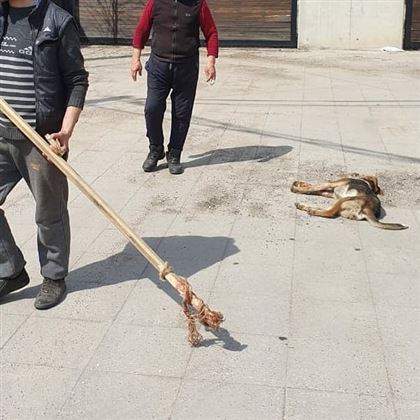 В Алматы мужчина жестоко избил свою собаку палкой