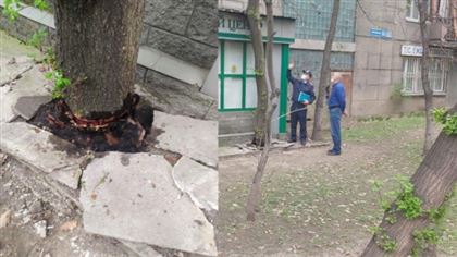 Алматинского бизнесмена наказали за облитое керосином дерево
