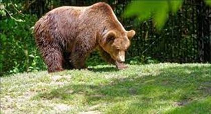 Бегун 800 метров уговаривал голодного медведя не есть его