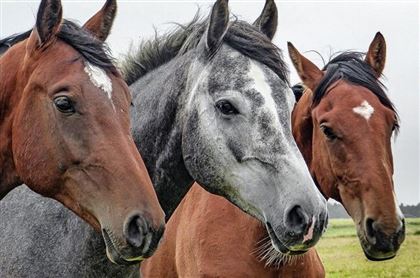 В ВКО скотокрады украли четыре лошади