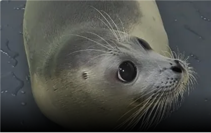 Спасенного детеныша тюленя выпустили в Каспийское море