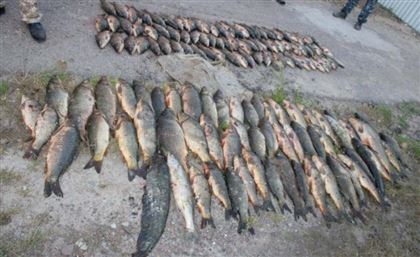 В Туркестанской области у браконьеров изъяли более 500 кг рыбы