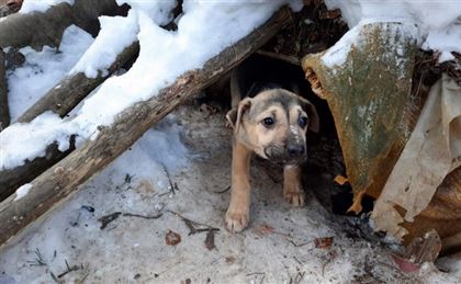 "Остались замечательные люди": трогательную историю о спасении щенков рассказала астанчанка