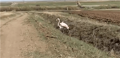 Розового фламинго запечатлели в степях Казахстана