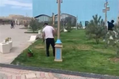 Видео с покраской газонов прокомментировали в акимате Туркестана