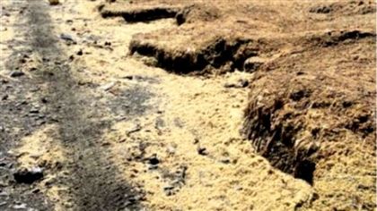 Тонны икры сельди выбросило на берег на Сахалине