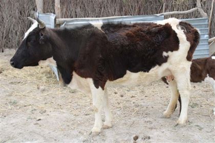 Полицейские задержали пастуха, присвоившего коров на миллион тенге в Туркестанской области