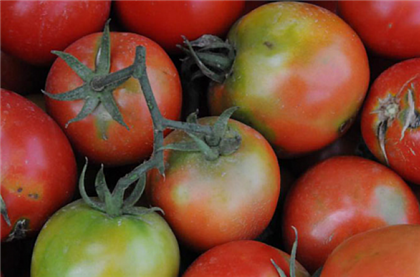 В Туркестанской области выявили опасный вирус помидоров и перца