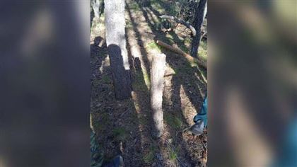 36 сосен незаконно вырубил акмолинец в лесу