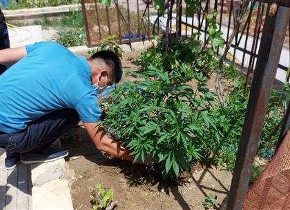 14 кустов конопли вырастил у своего дома житель Актау