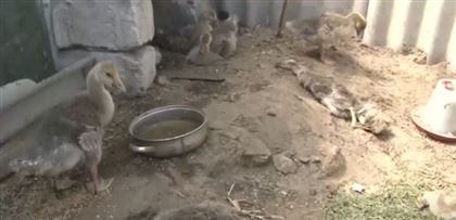 В Павлодарской области гнус убивает домашнюю птицу