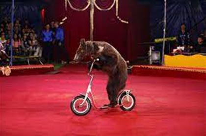 Цирк в Шымкенте выставил на продажу медведей 