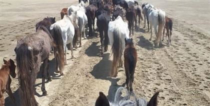 Минсельхоз назвал причину гибели лошадей в Мангыстауской области 