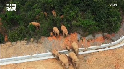 В Китае 15 слонов сбежали из заповедника