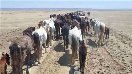 В Мангистауской области на спасение лошадей выделят 200 млн тенге