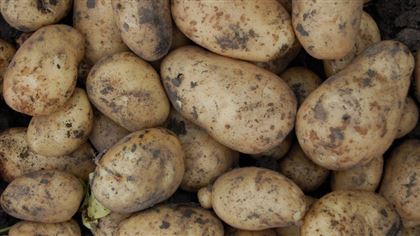В регионах РК подорожал картофель до 500 тенге за килограмм