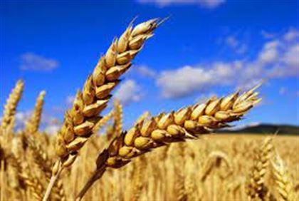 В РК вывели новый сорт пшеницы