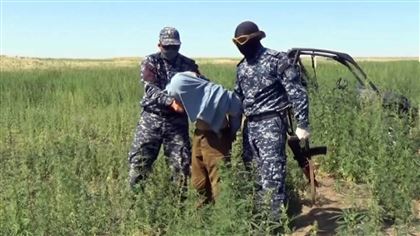 В Жамбылской области двое мужчин пытались перевезти 100 кг наркотиков