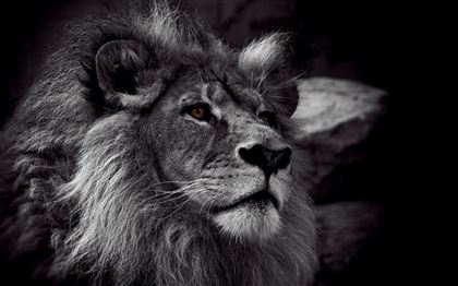 Полиция установила, кто владелец мёртвого льва в карагандинском парке