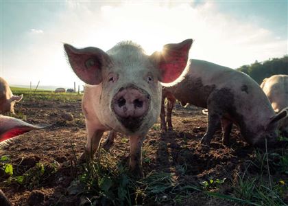 Скандальная свиноферма в Актобе продолжает работать