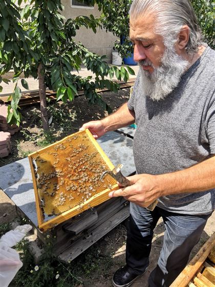 Эффект пчелы, или Как полосатые труженики ежеминутно сохраняют биоразнообразие