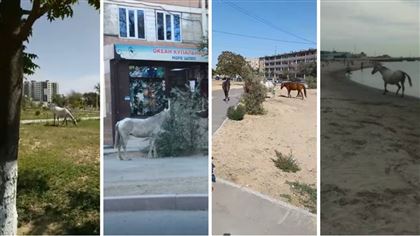 Жители Актау жалуются на лошадей, заполонивших город