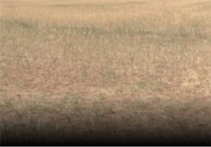 Фермеры Акмолинской области страдают от нашествия сайгаков