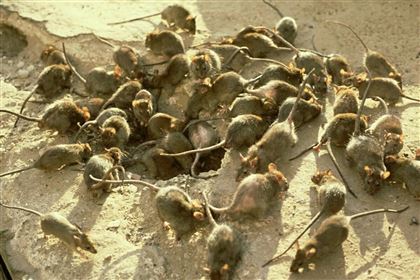 Жители Алматы пожаловались на нашествие крыс