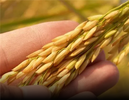 178 тысяч гектаров посевов зерновых погибло от засухи в Казахстане