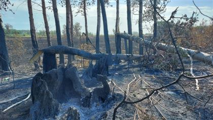 Третий день тушат лесостепной пожар в ЗКО