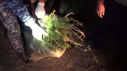 Жамбылские полицейские изъяли у алматинца почти 8 килограммов конопли