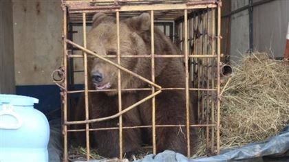 В Костанайской области медведица покусала пятилетнюю девочку