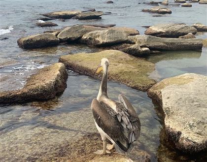 Пеликан разгуливает на набережной в Актау