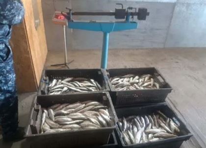 На берегу Бухтарминского водохранилища у браконьеров изъяли более восьми тонн рыбы