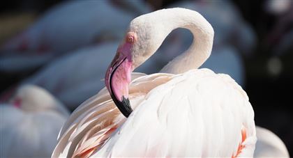 В столице на озеро Малый Талдыколь прилетели фламинго
