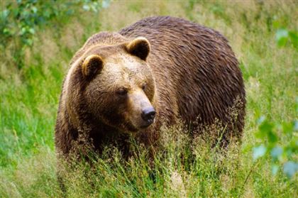 Очевидцы засняли погром, который устроил медведь-дебошир в Риддере