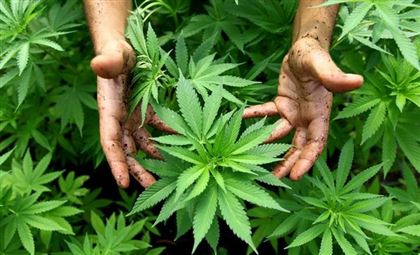 Новости о плантации конопли прага продажа марихуаны