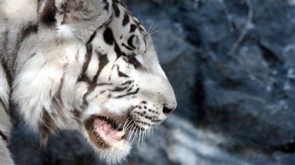 Россия поможет Казахстану возродить популяцию туранского тигра