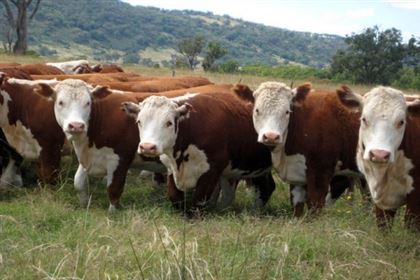 В Карагандинской области от неизвестных химикатов умирает скот