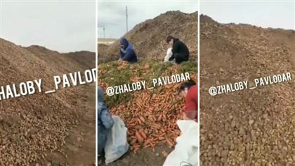 В Павлодарской области выбросили горы картофеля и моркови