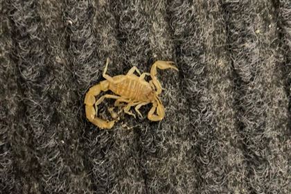 Нашествие скорпионов наблюдается в Атырау и в пригородных поселках