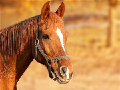Ученые обнаружили, откуда на самом деле происходят современные лошади