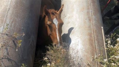 В Мангистауской области между труб застряла лошадь