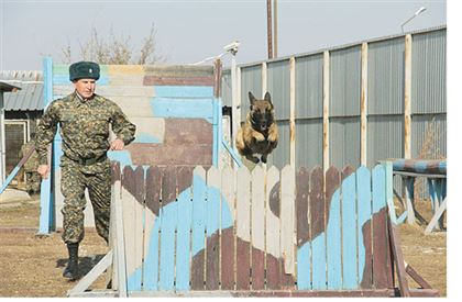 Собачий патруль: почему "военные" псы умнее цирковых